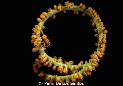 Looper. Found this whip coral loop with a tiny shrimp on ... by Penn De Los Santos 